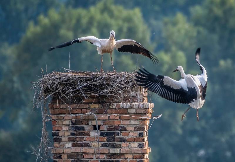 Professional Chimney Animal Removal Services in Berkley, Michigan
