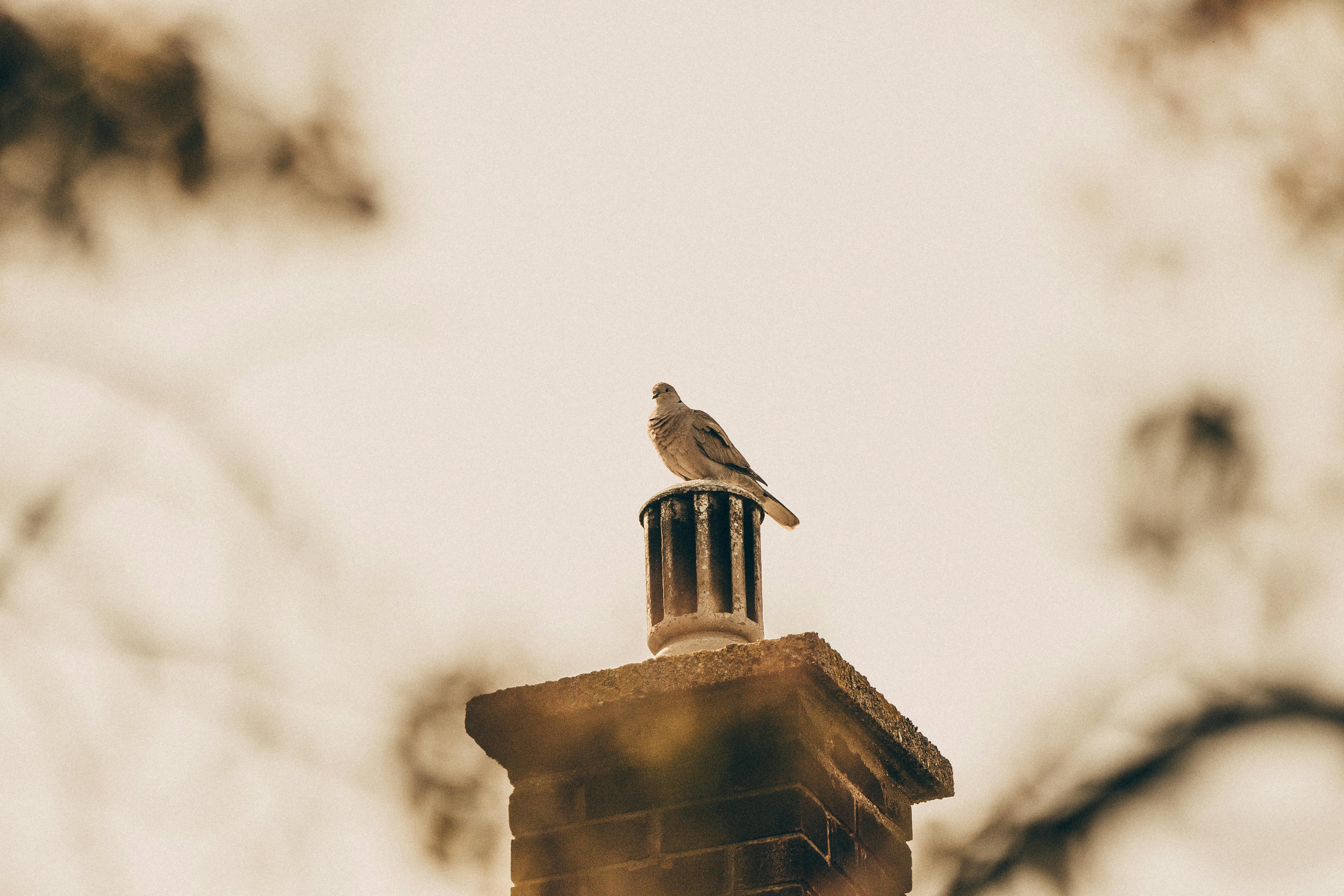 Expert Chimney Cap Installation in Berkley, Michigan
